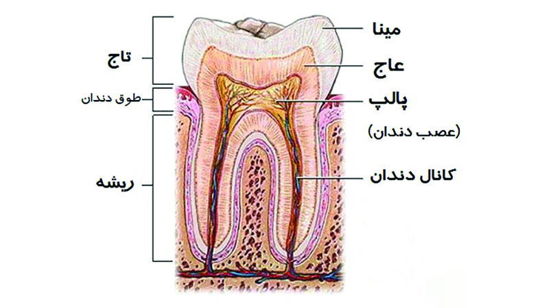 فرق بین کانال و ریشه دندان